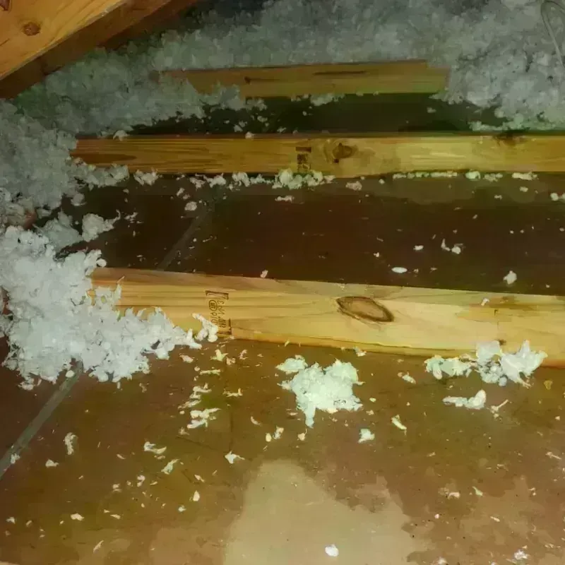 Best Attic Water Damage Service in Reno, OH